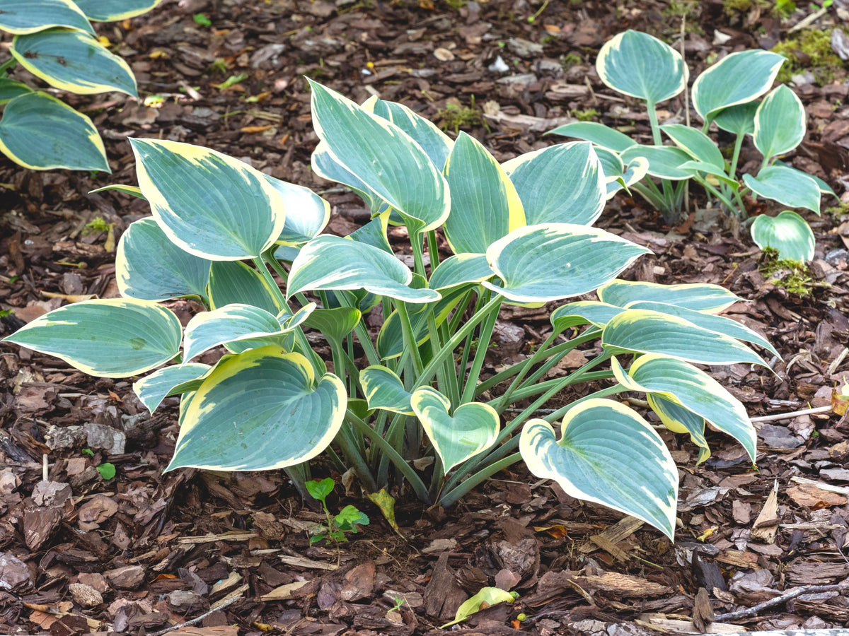 Hosta 'First Frost'