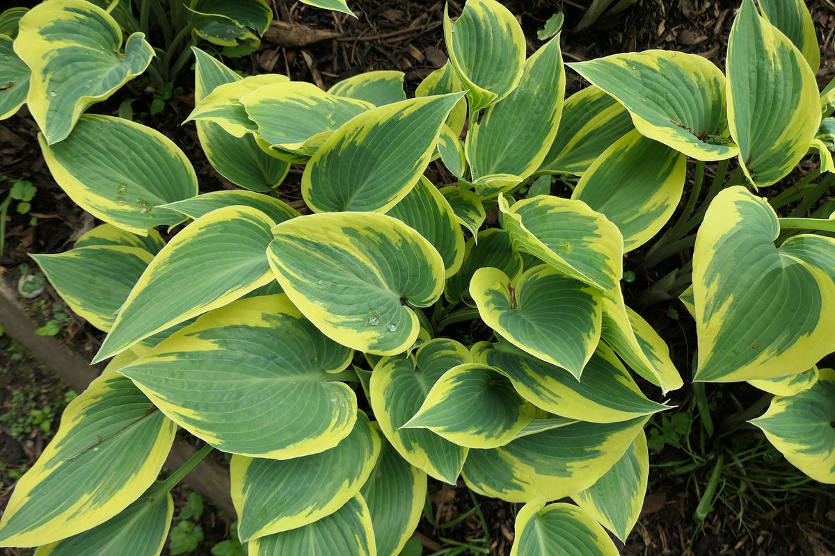 Hosta 'First Frost'