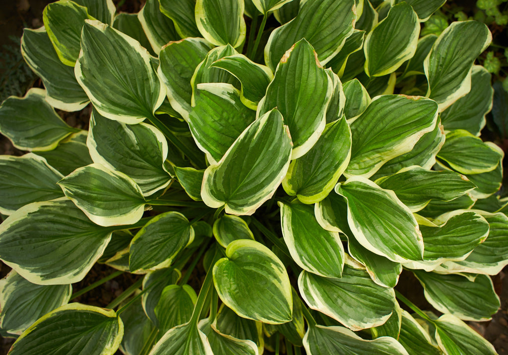 Hosta 'First Frost'