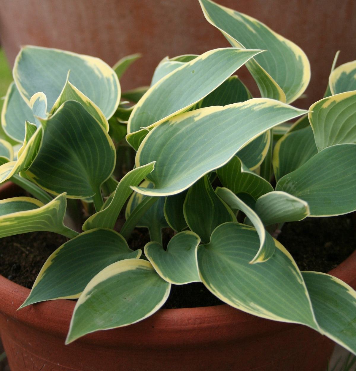 Hosta 'First Frost'
