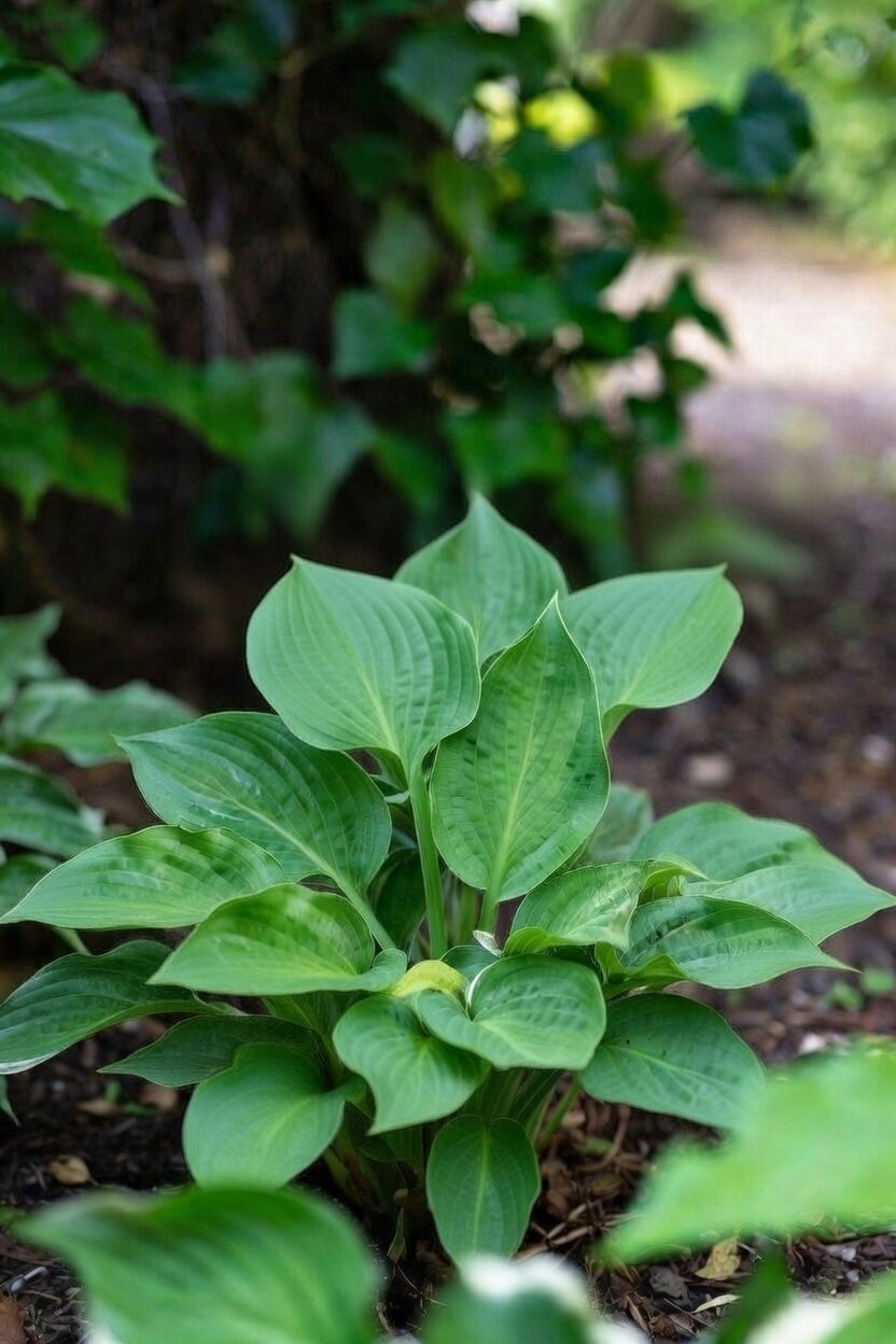 Hosta 'Lakeside Lollipop'