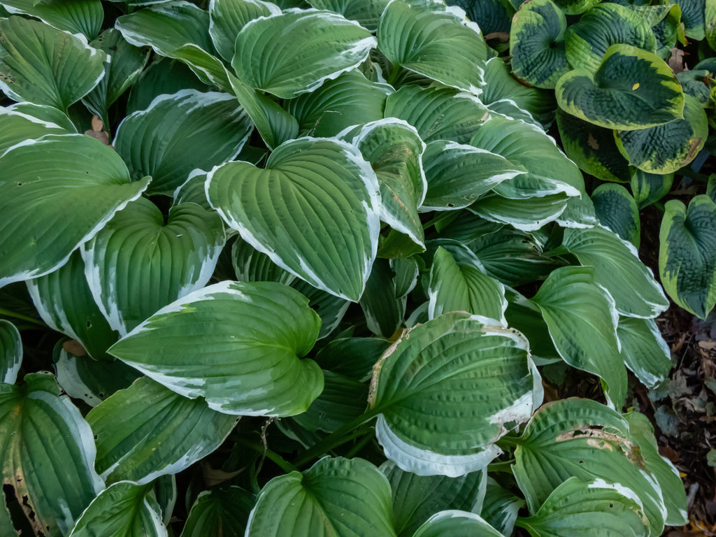 Hosta 'Pizzazz'