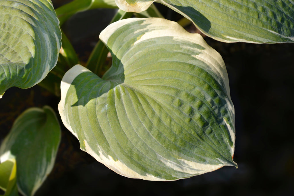 Hosta 'Pizzazz'