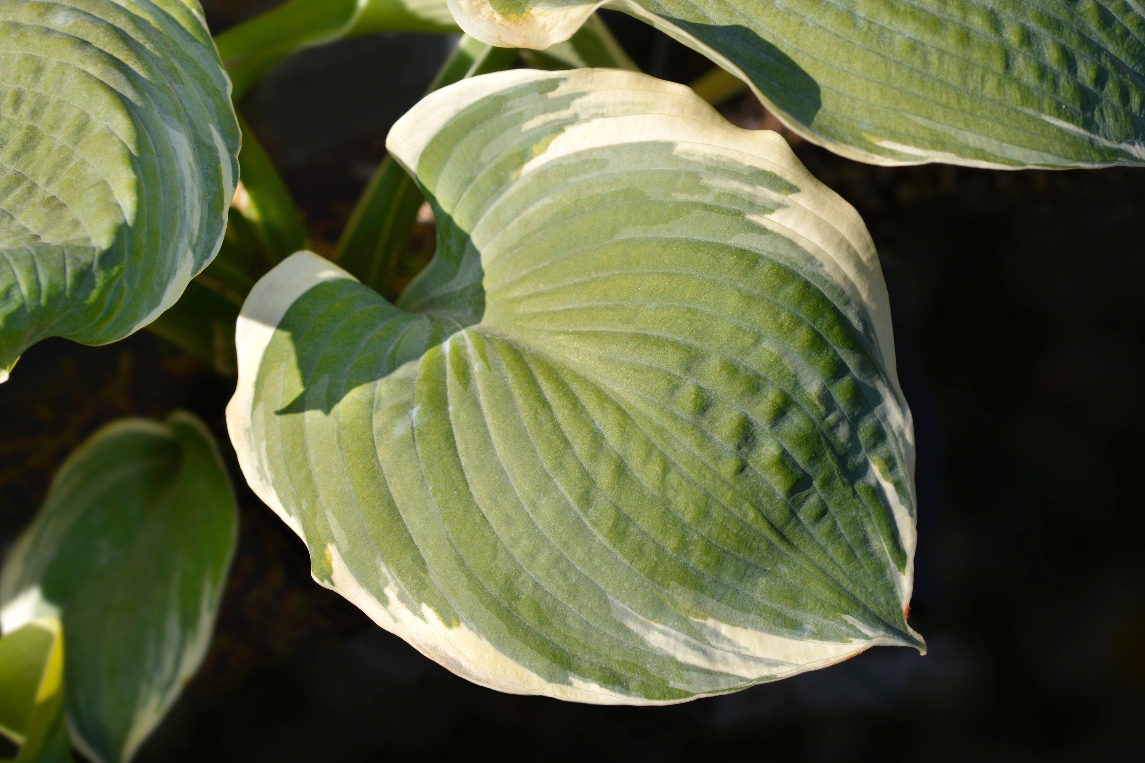 Hosta 'Pizzazz'