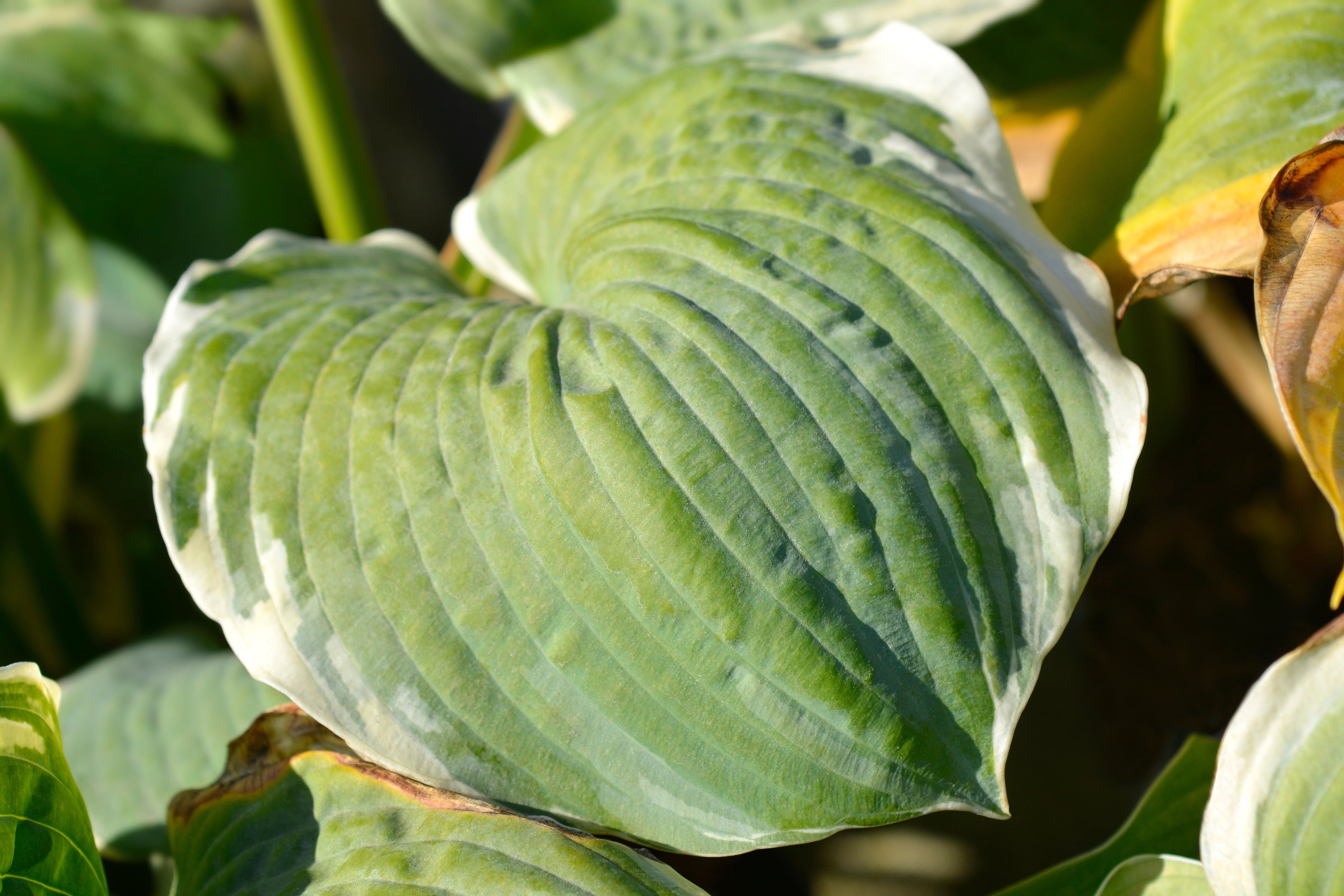 Hosta 'Pizzazz'