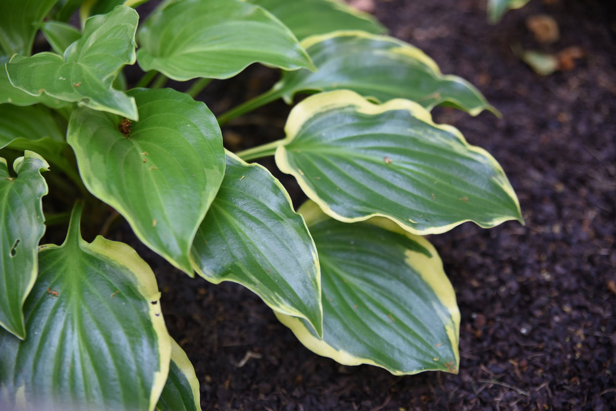 Hosta 'Sugar Daddy'