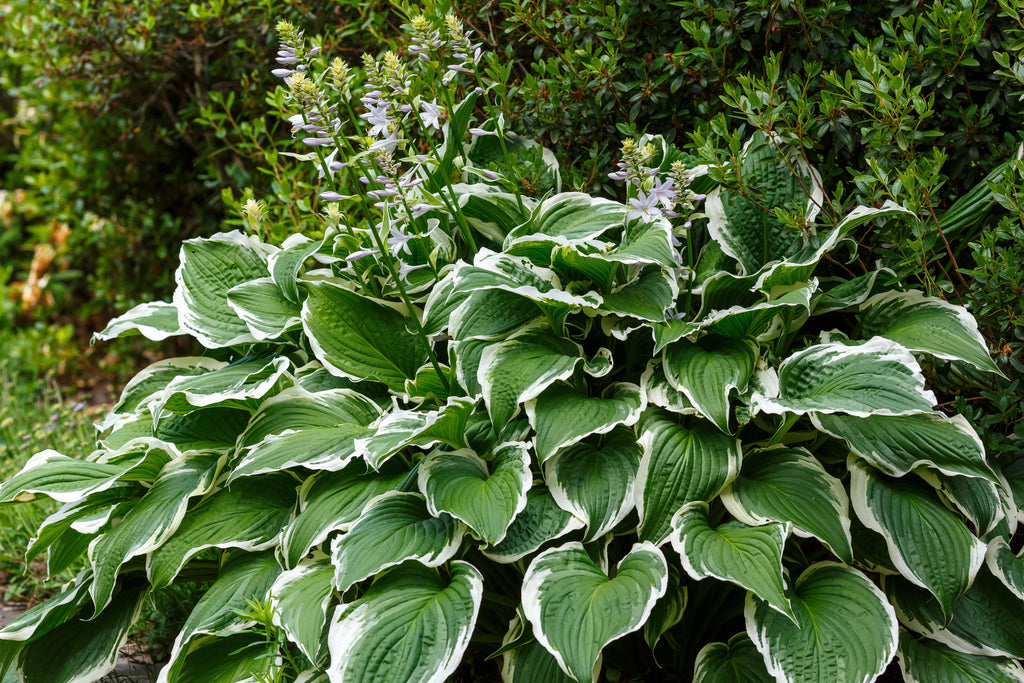 Hosta 'Patriot'