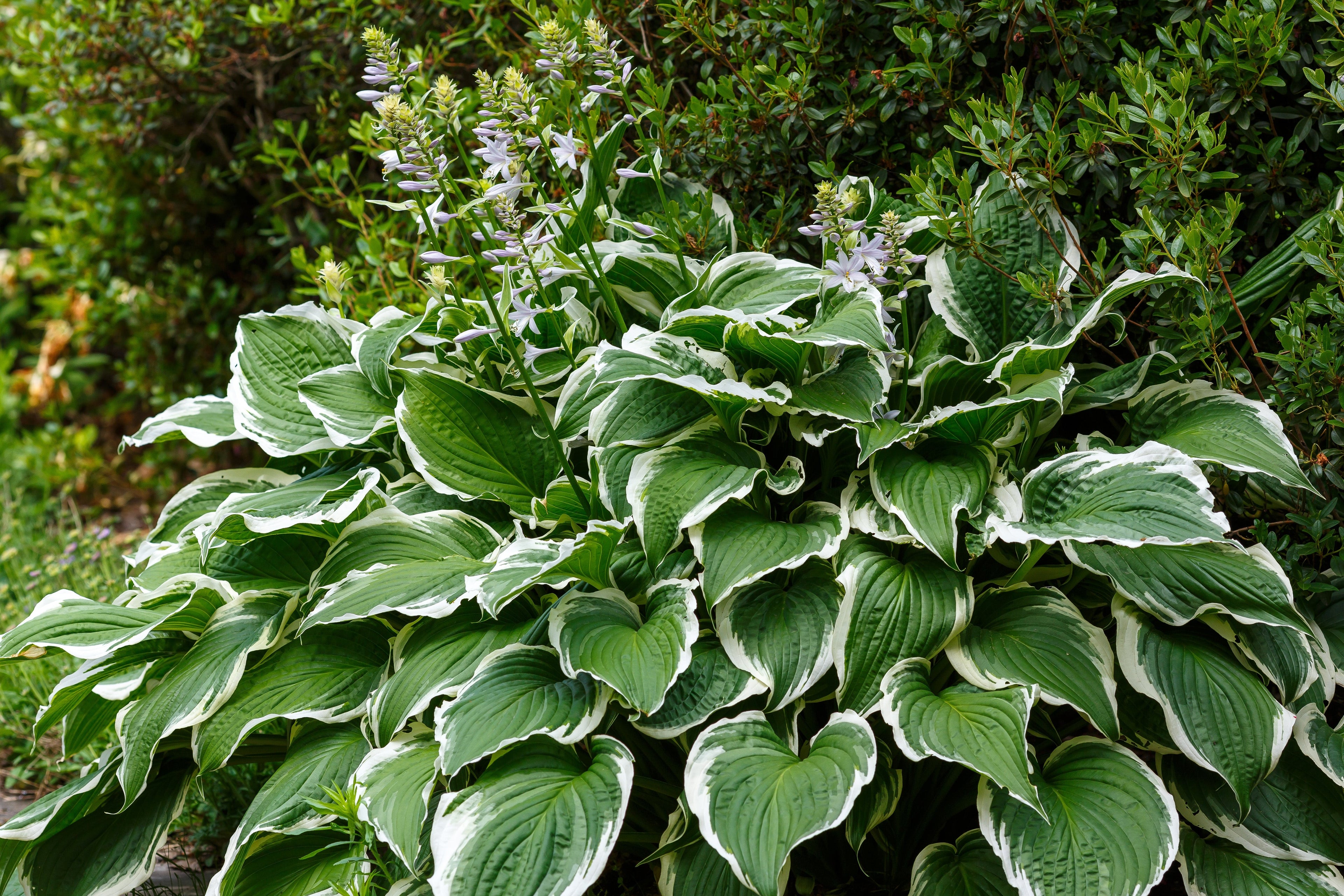 Hosta 'Patriot'