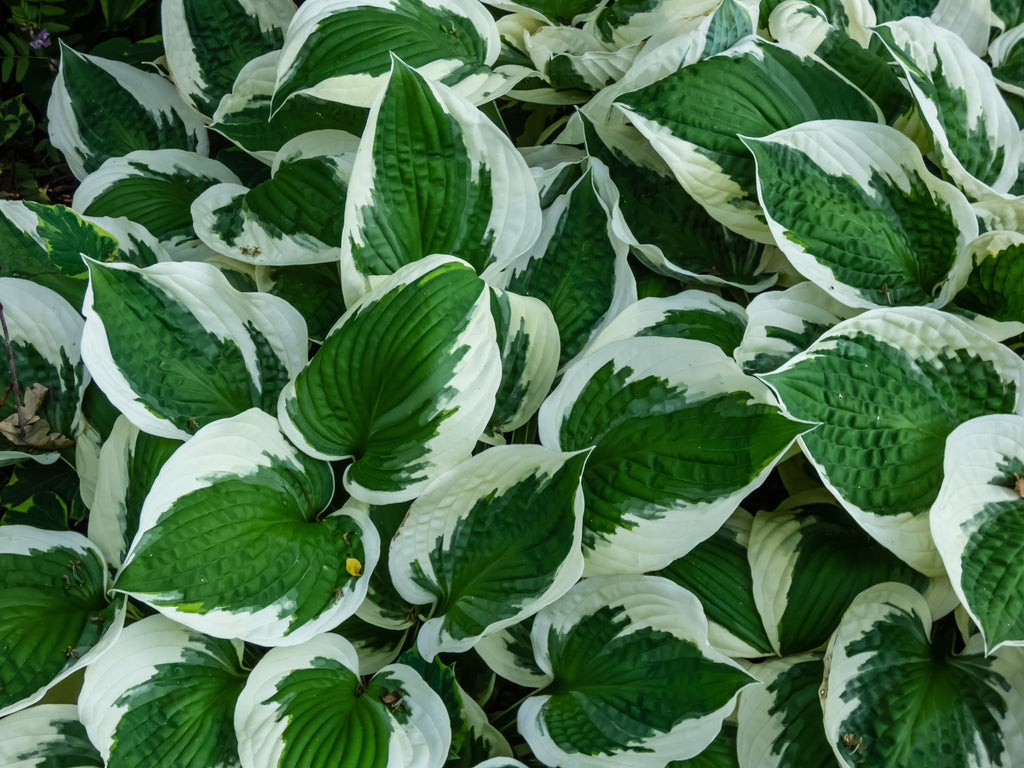 Hosta 'Patriot'