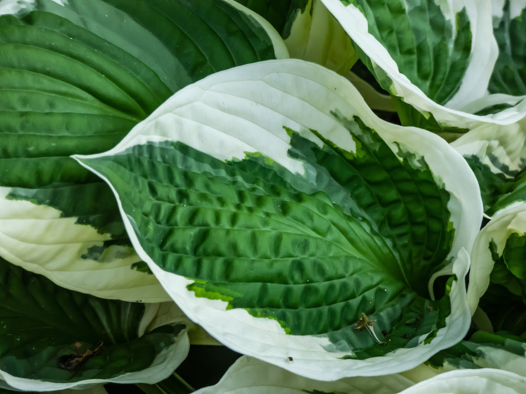Hosta 'Patriot'