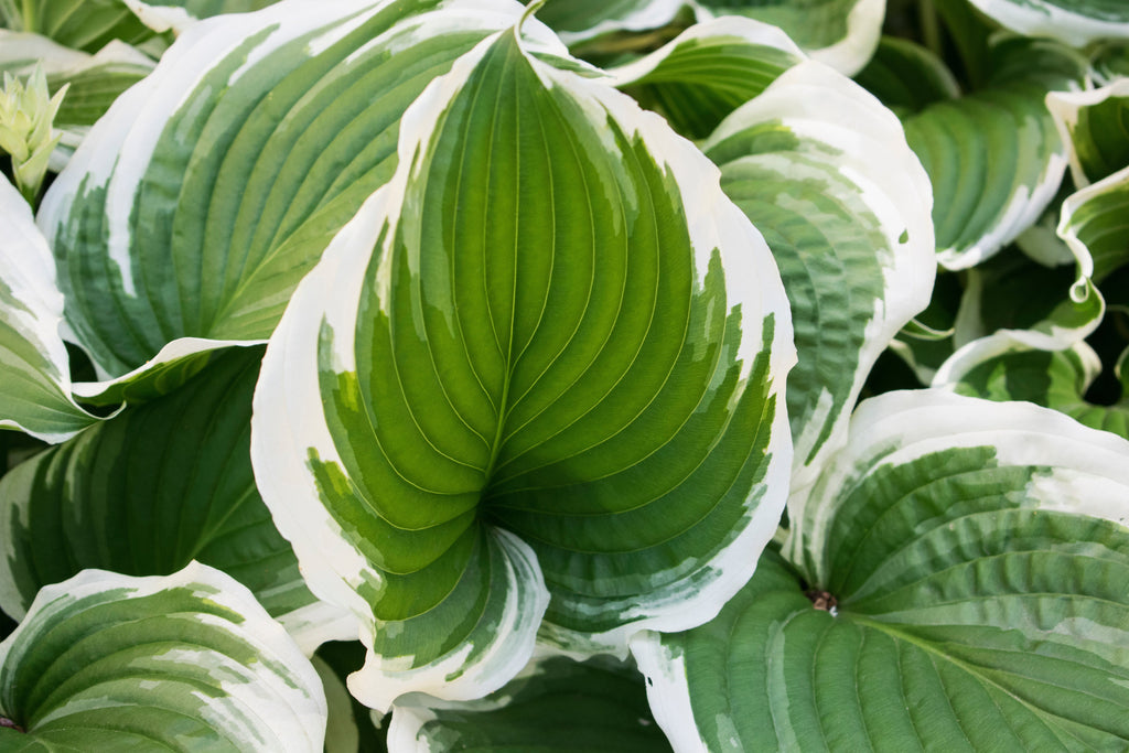 Hosta 'Patriot'