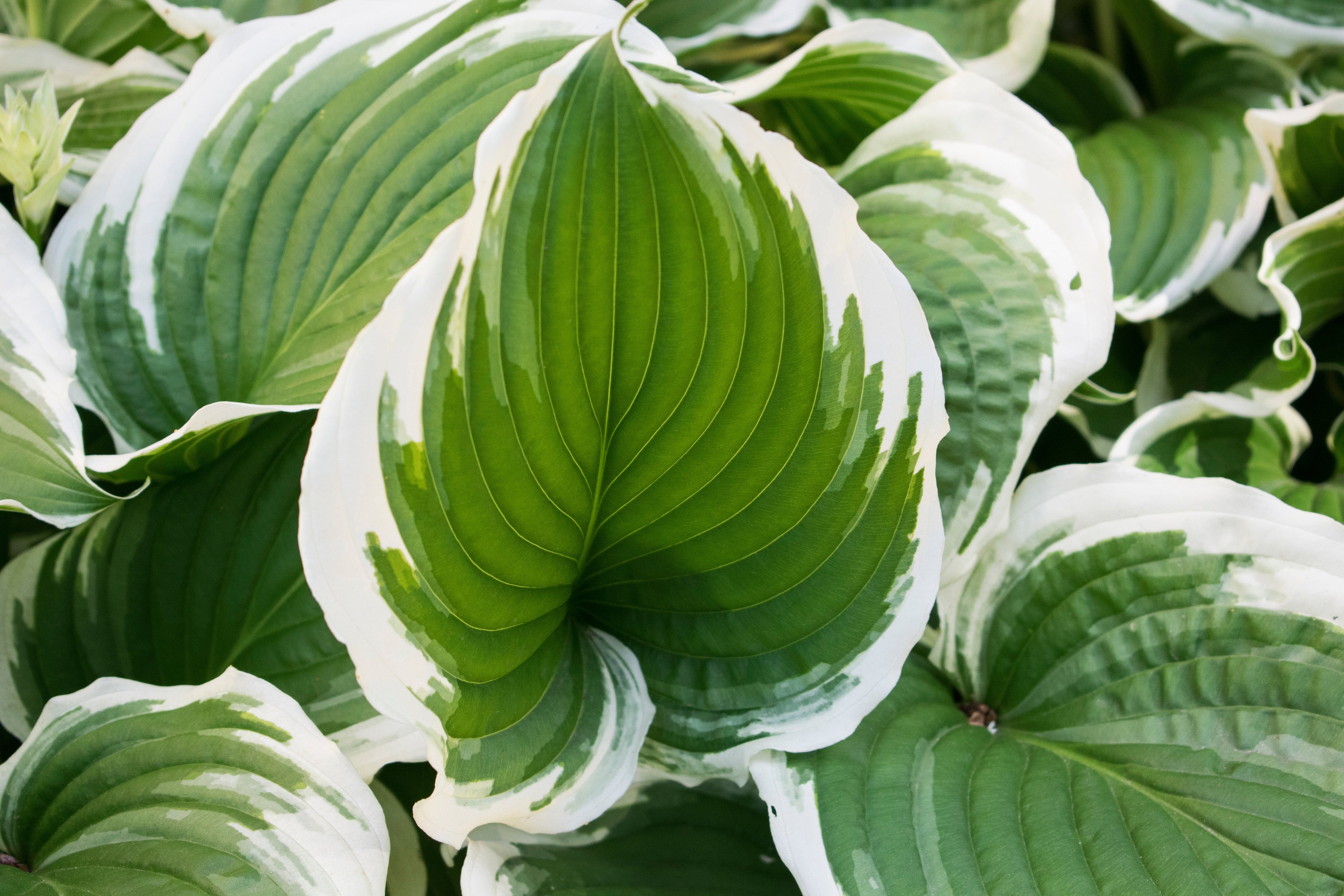 Hosta 'Patriot'