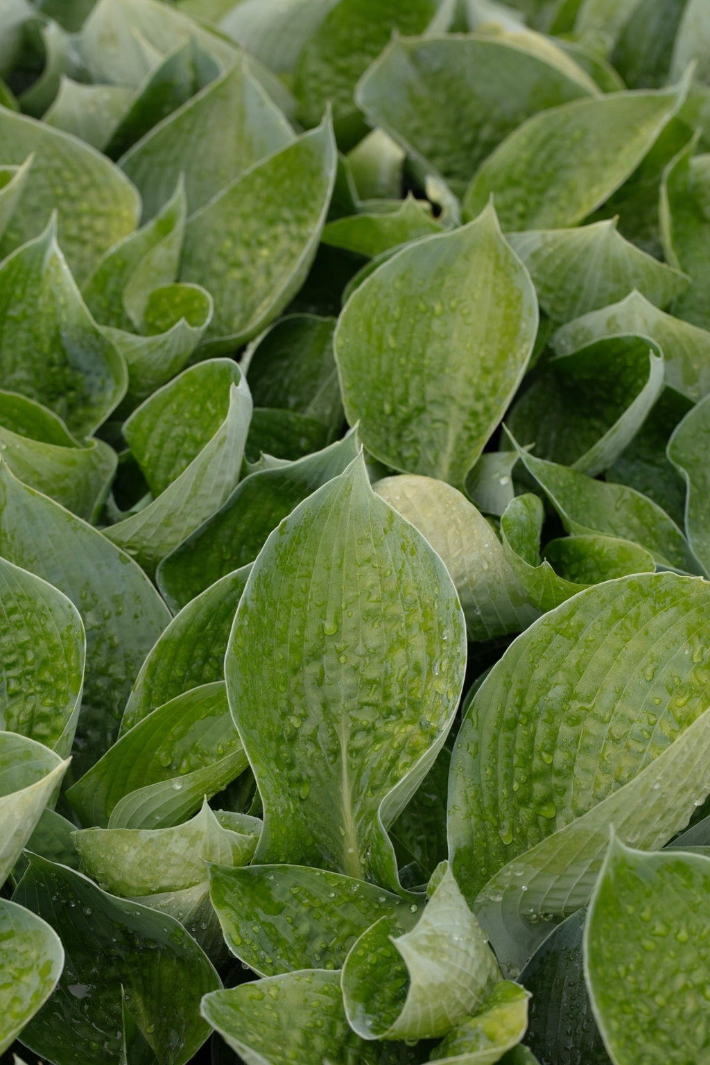 Hosta 'Abiqua Drinking Gourd'