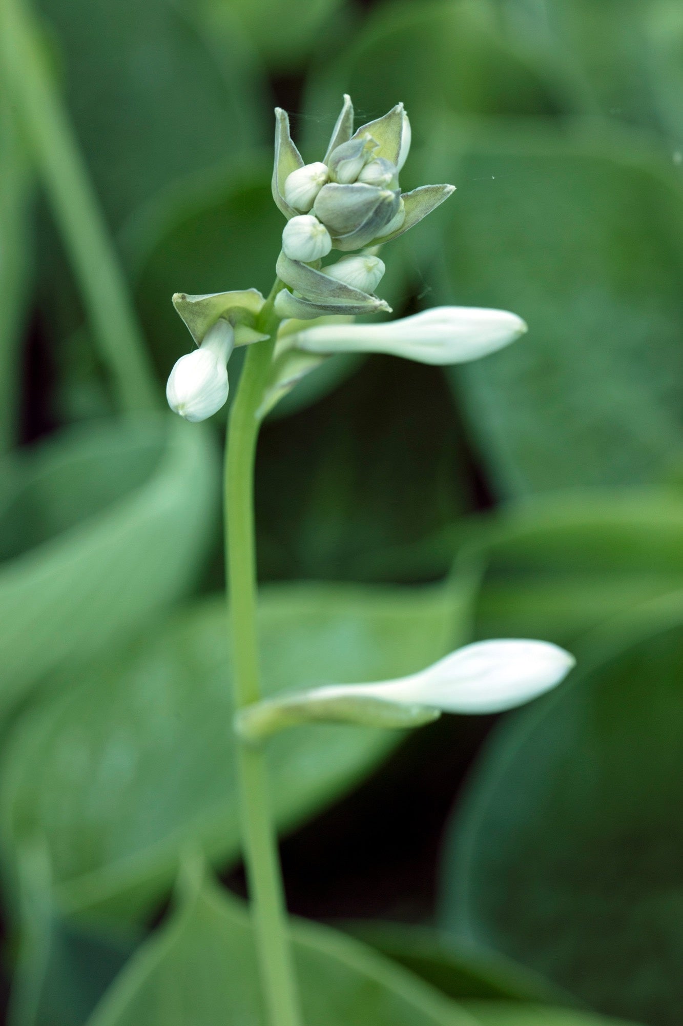 Hosta 'Abiqua Drinking Gourd'