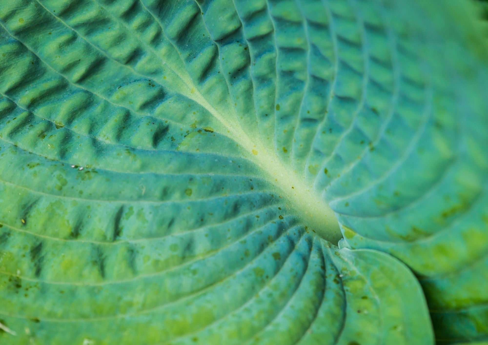 Hosta 'Abiqua Drinking Gourd'