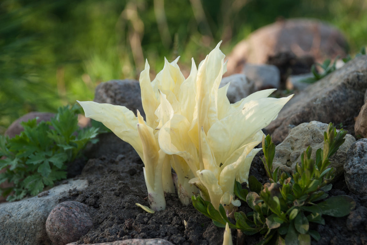 Hosta 'White Feather'