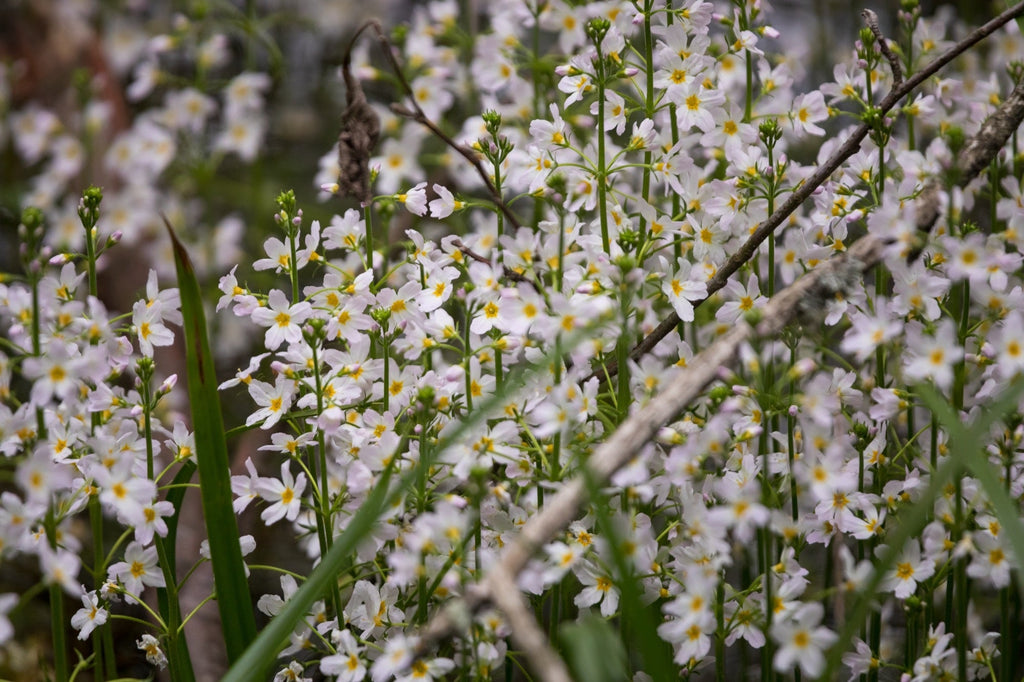 Hottonia palustris