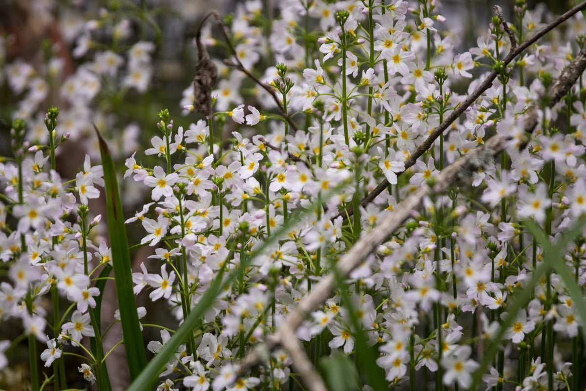 Hottonia palustris