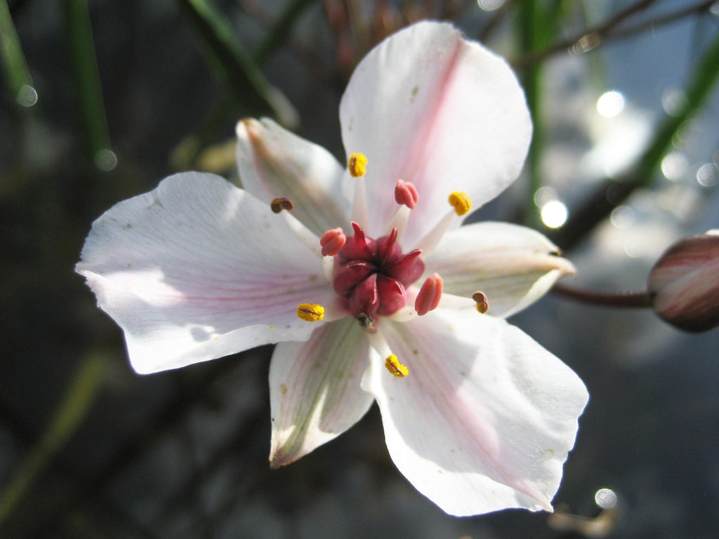 Hottonia palustris