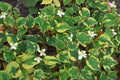 Houttuynia cordata 'Boo Boo'