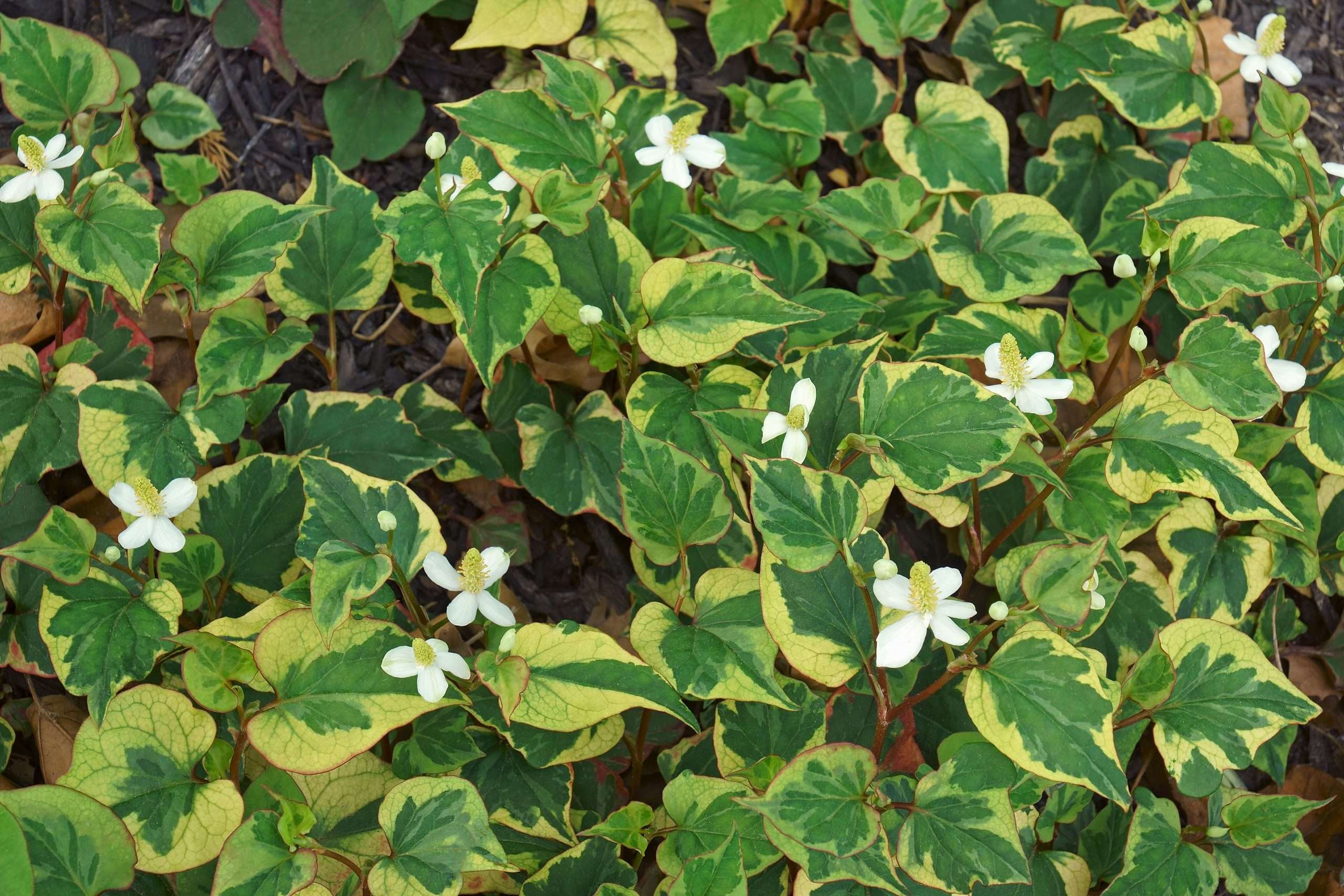 Houttuynia cordata 'Boo Boo'