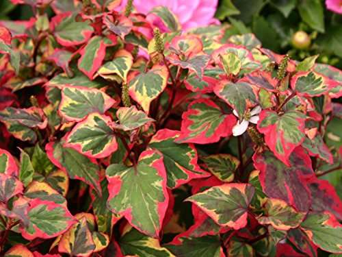 Houttuynia cordata 'Chameleon'