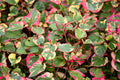 Houttuynia cordata 'Chameleon'