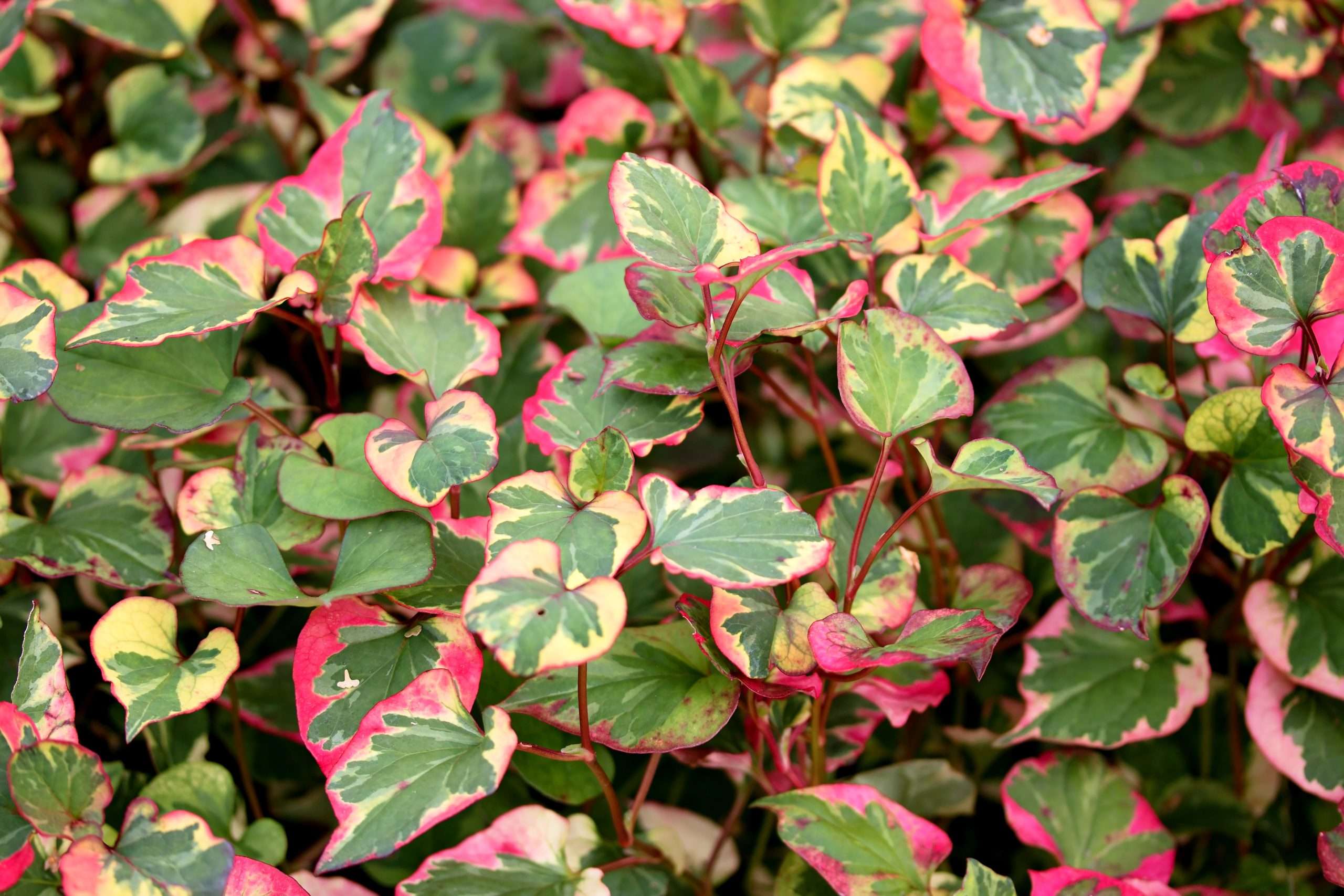 Houttuynia cordata 'Chameleon'