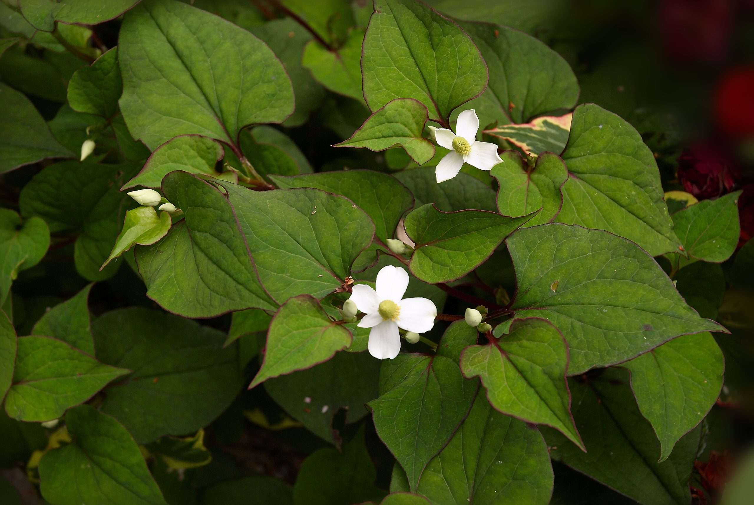 Houttuynia cordata 'Plena'