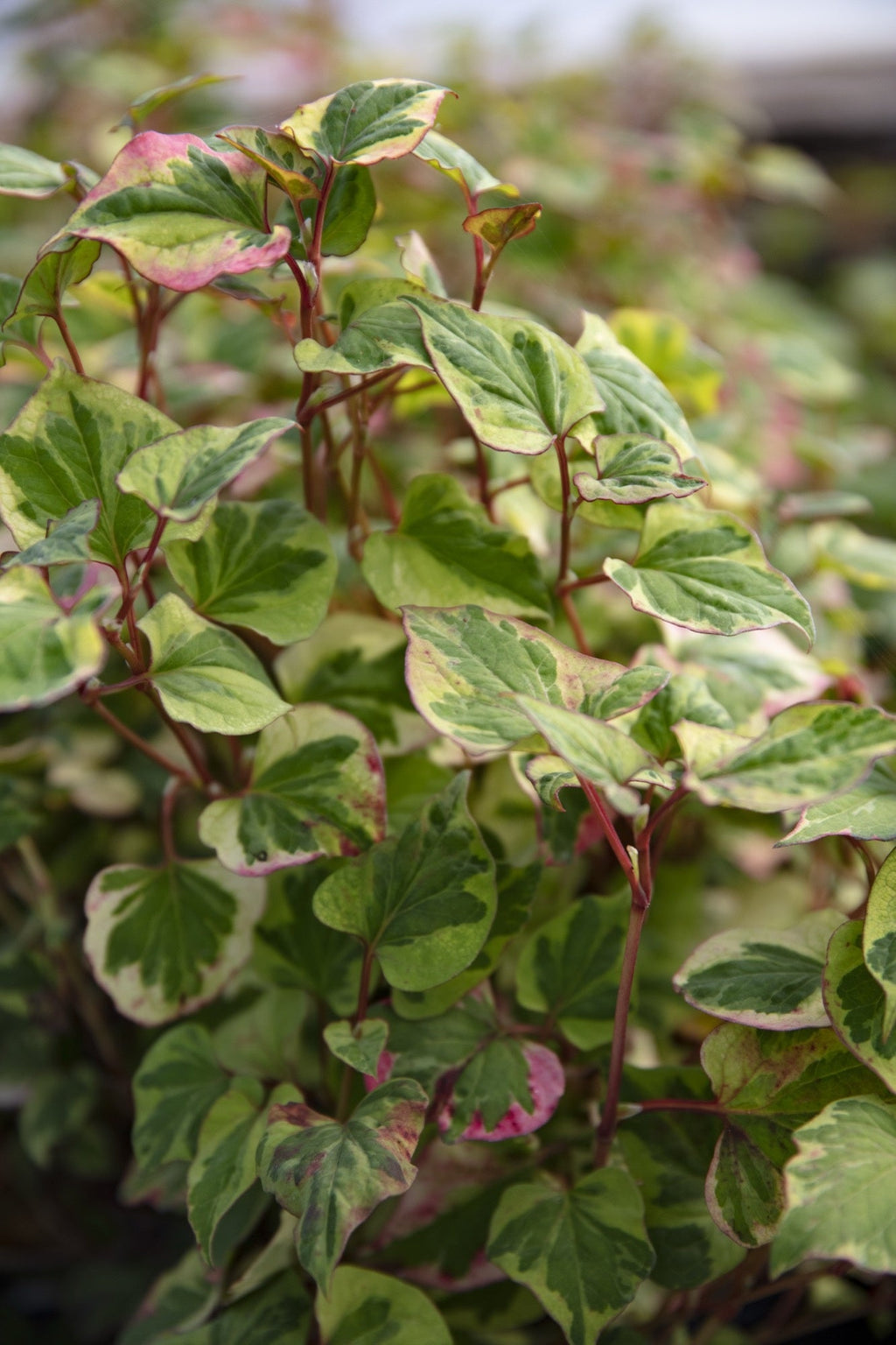Houttuynia cordata 'Chameleon'