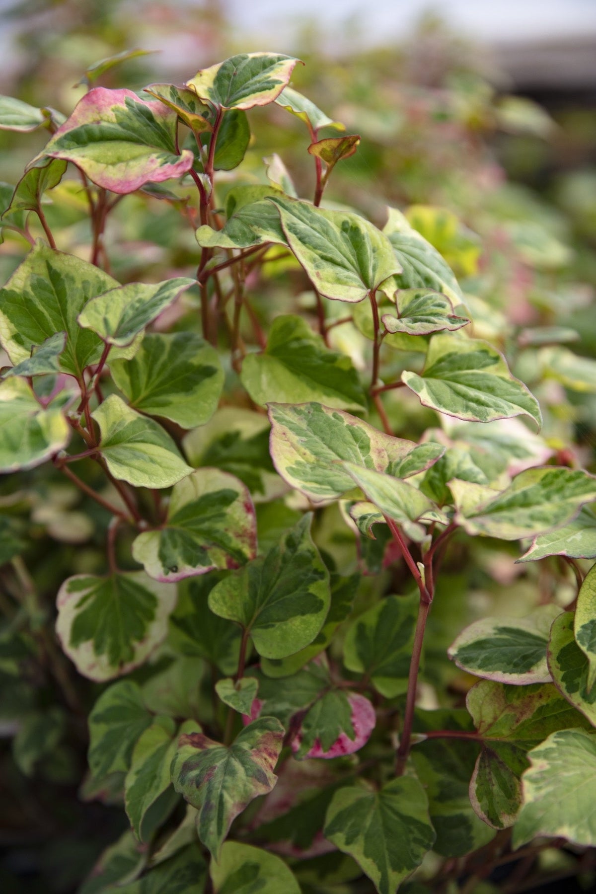 Houttuynia cordata 'Chameleon'