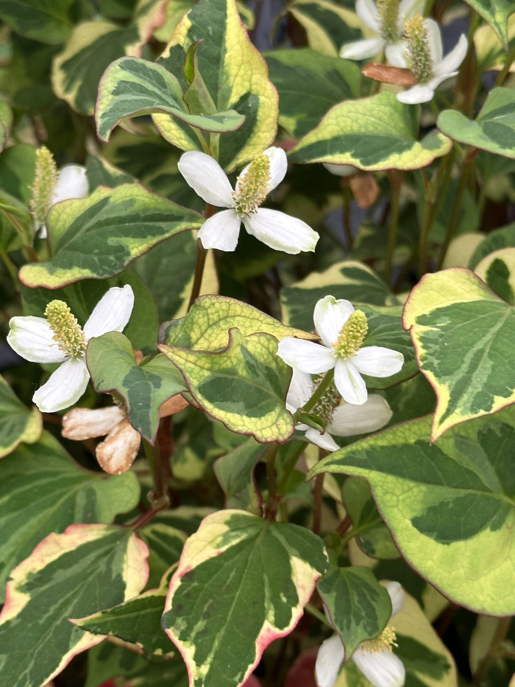Houttuynia cordata 'Chameleon'