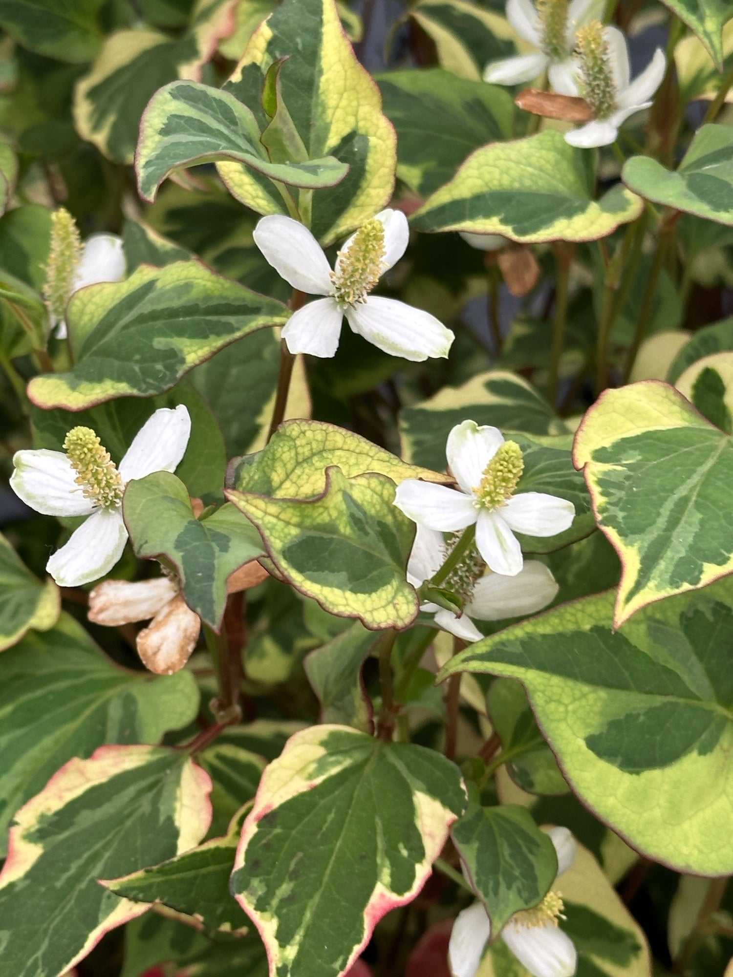 Houttuynia cordata 'Chameleon'