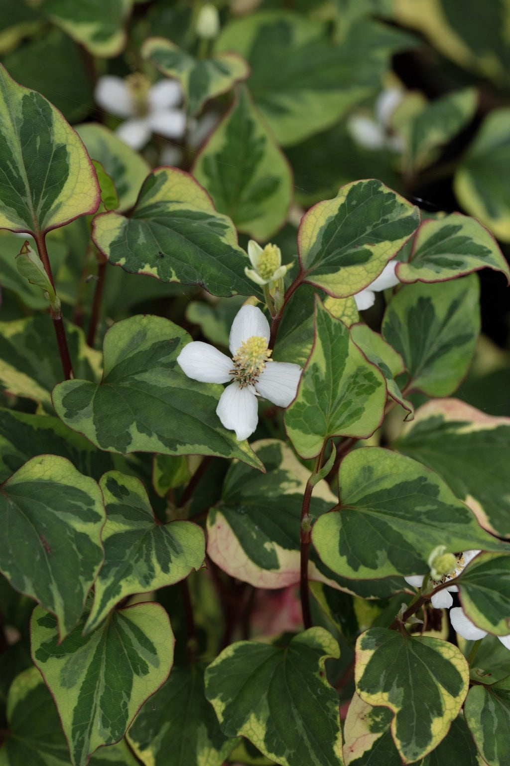 Houttuynia cordata 'Chameleon'