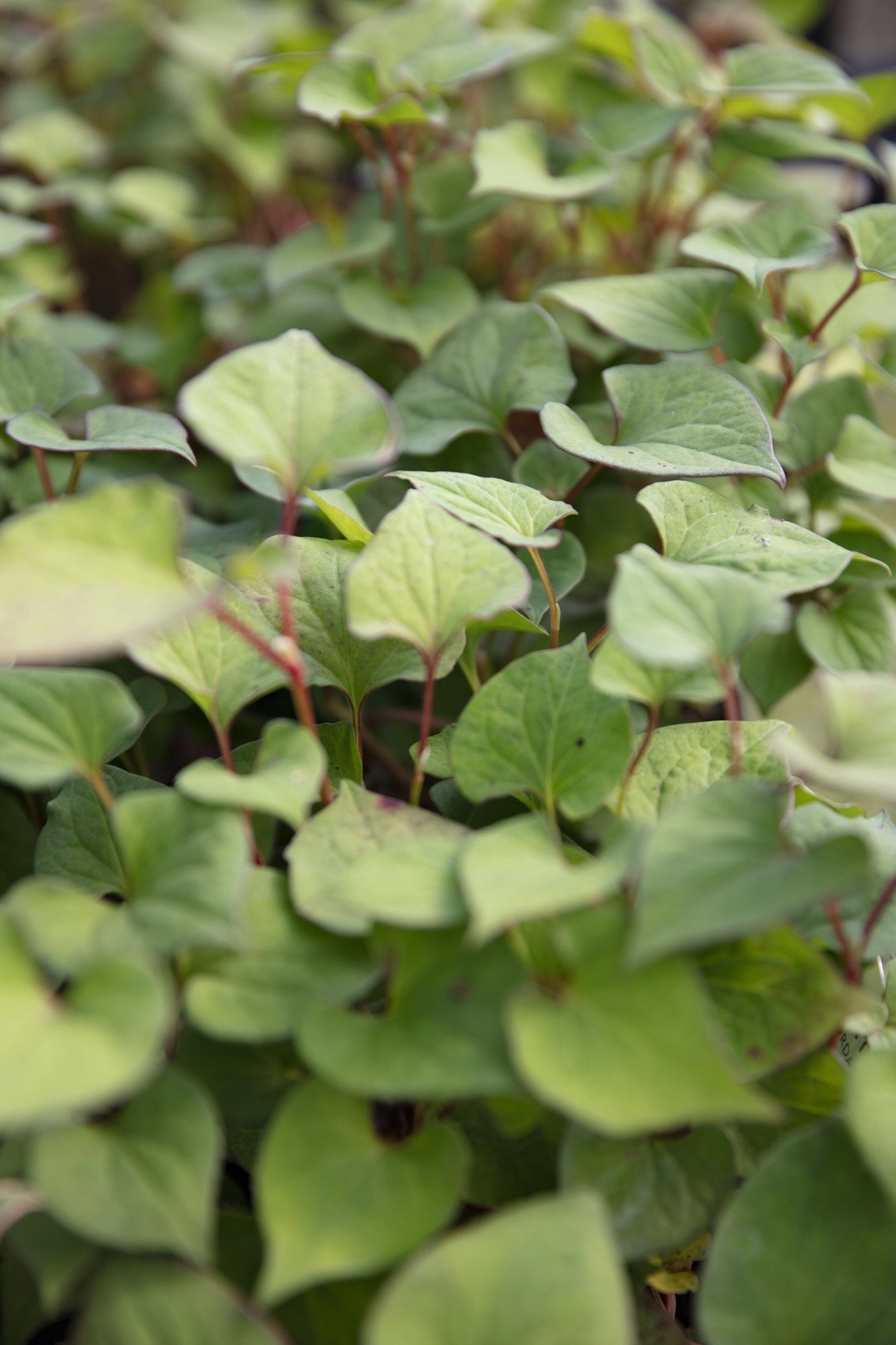 Houttuynia cordata 'Plena'