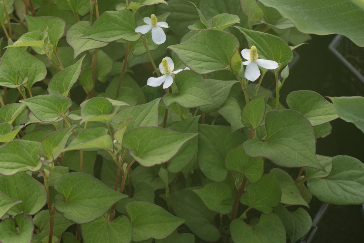Houttuynia cordata 'Plena'