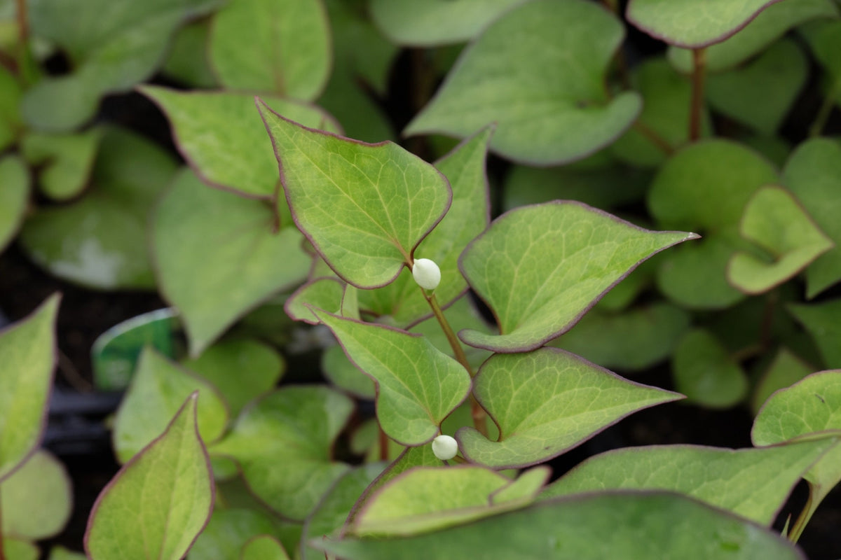 Houttuynia cordata 'Plena'