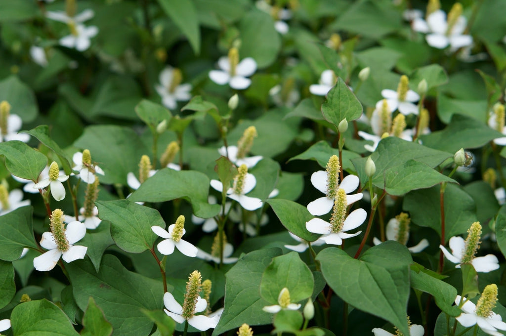 Houttuynia cordata 'Plena'