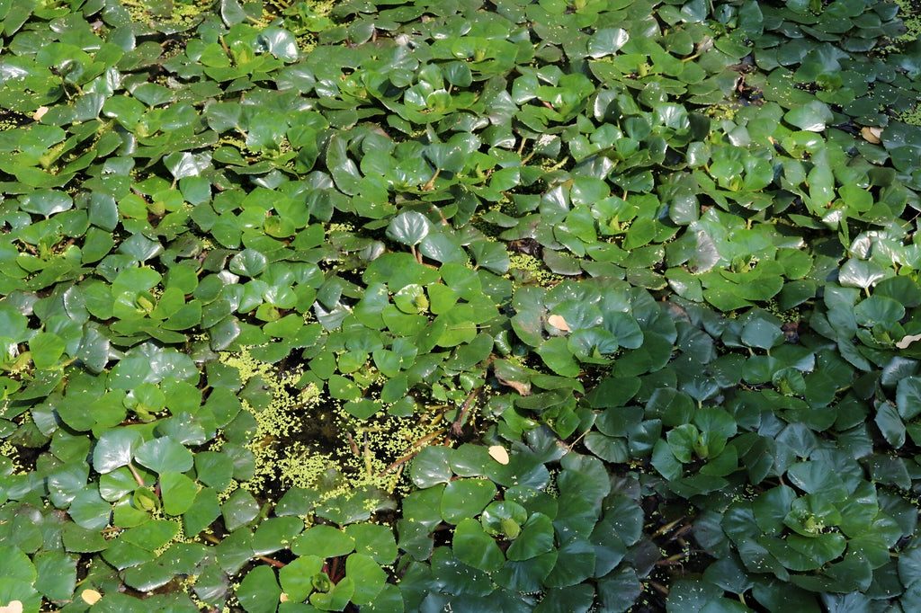 Hydrocharis dubia