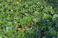 Hydrocharis dubia
