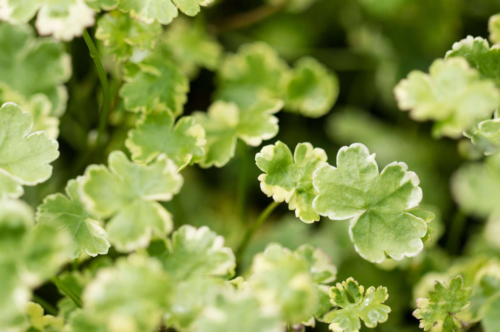 Hydrocotyle sibthorpioides variegata