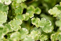 Hydrocotyle sibthorpioides variegata