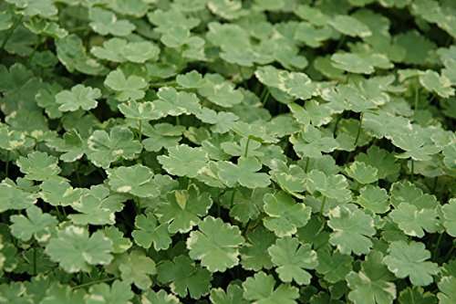 Hydrocotyle sibthorpioides variegata
