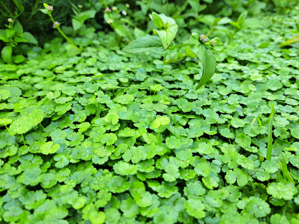 Hydrocotyle vulgaris 'Nova Zelandiae'