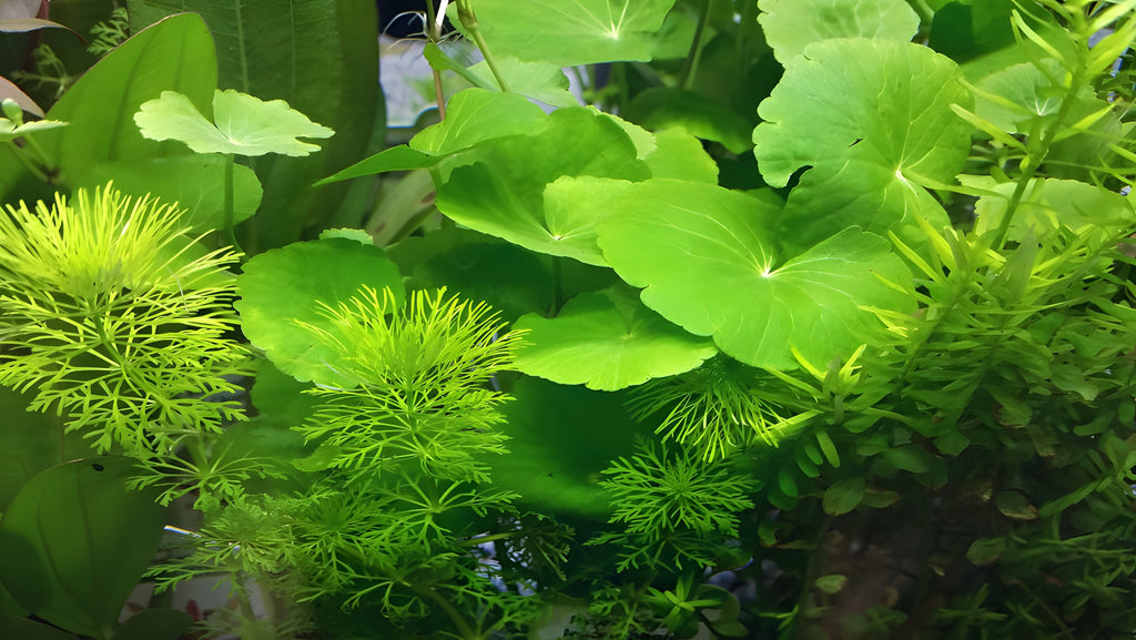 Hydrocotyle leucocephala