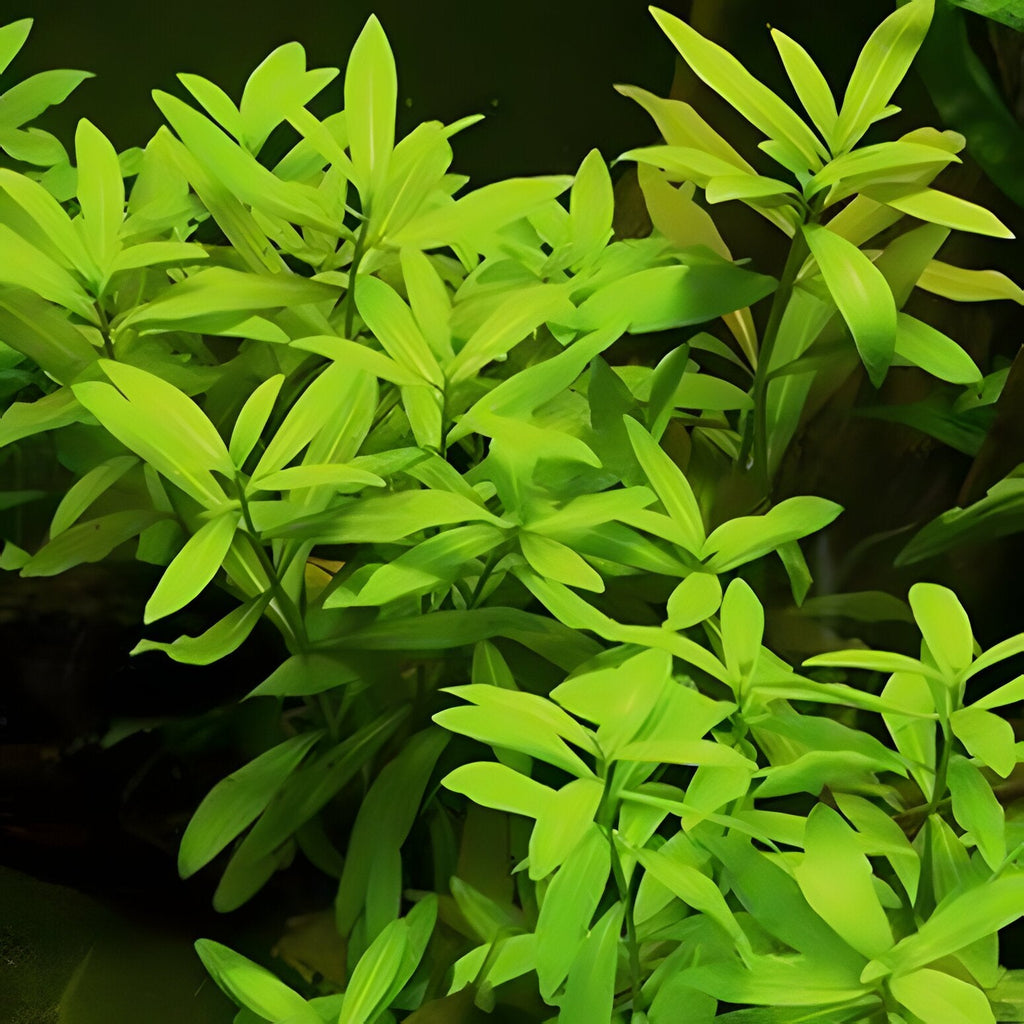 Hygrophila polysperma