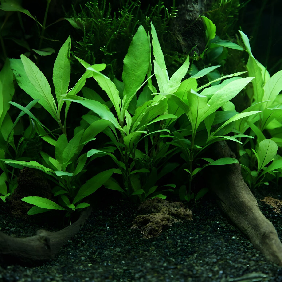 Hygrophila angustifolia