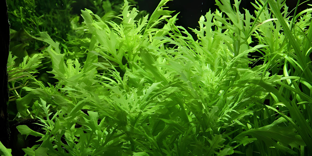 Hygrophila difformis