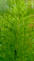 Hygrophila balsamica