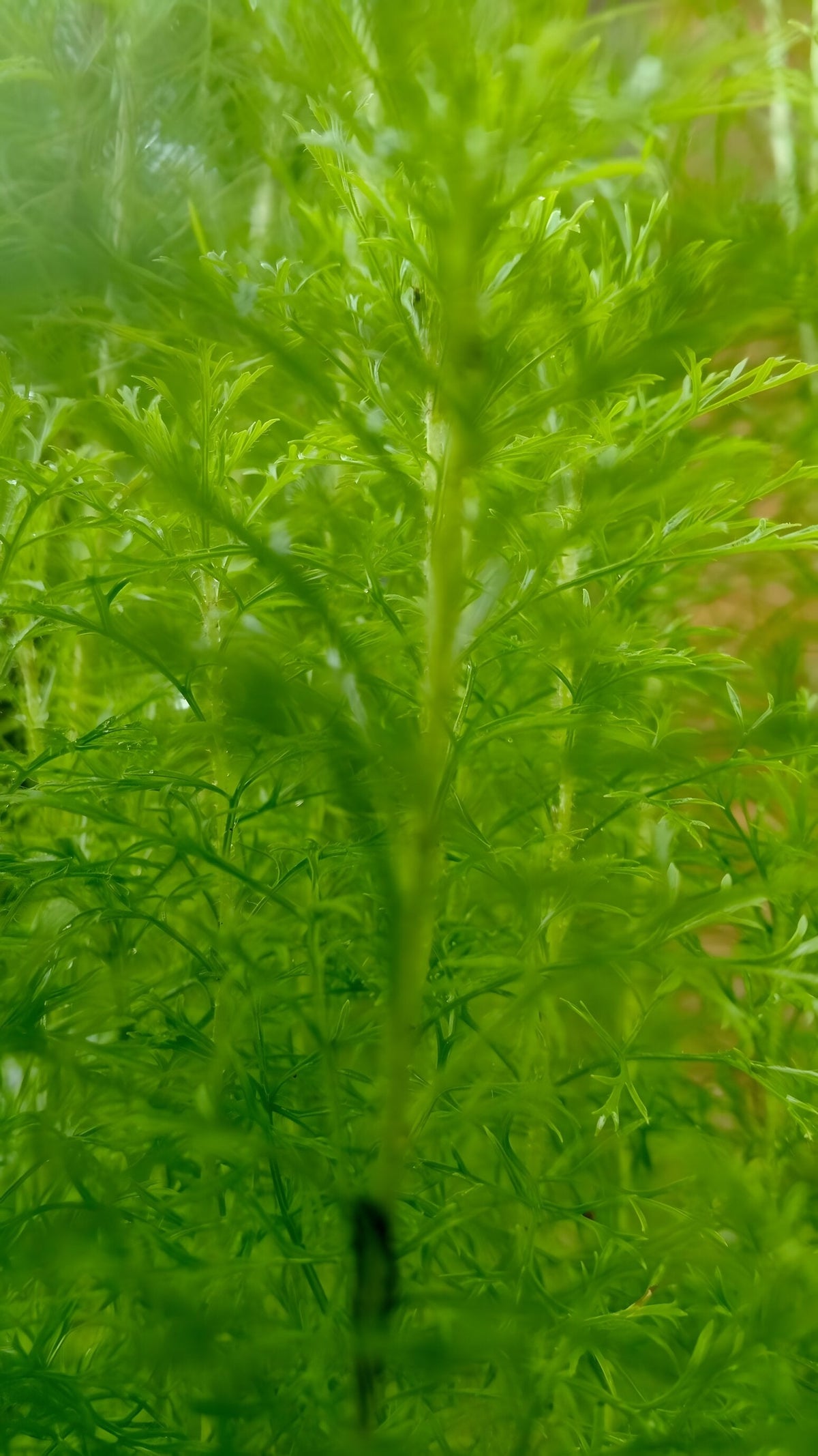 Hygrophila balsamica